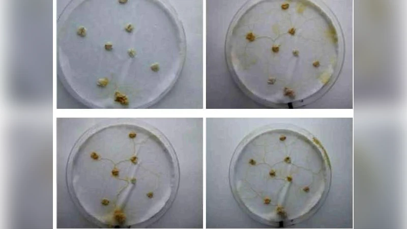 Logical Modelling of Physarum Polycephalum