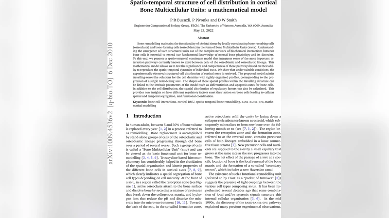 Spatio-temporal structure of cell distribution in cortical Bone   Multicellular Units: a mathematical model