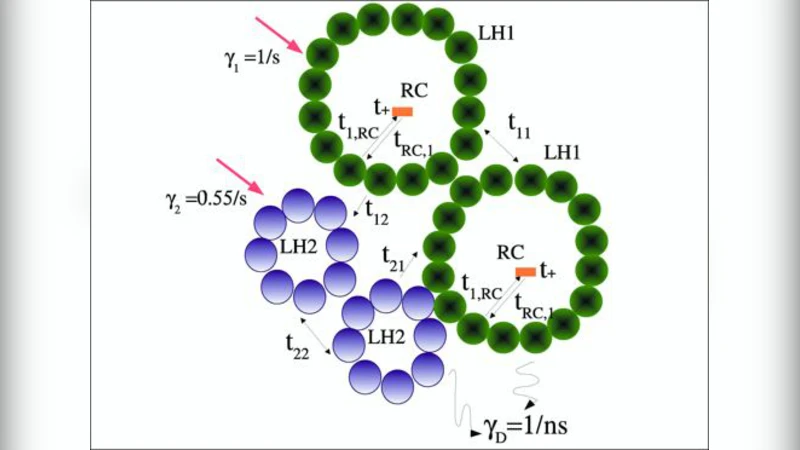 Energy conversion in Purple Bacteria Photosynthesis