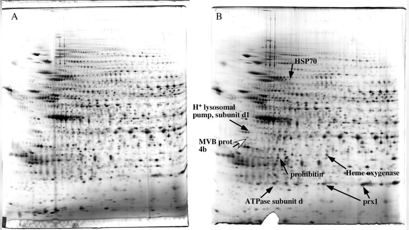 Effects of nanoparticles on murine macrophages