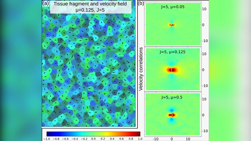Collective Cell Migration: Leadership, Invasion and Segregation
