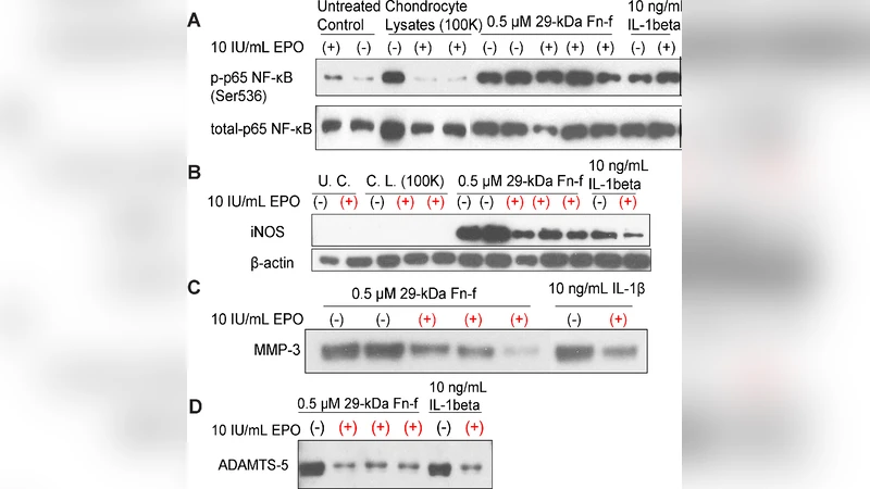 Reaction-Diffusion-Delay Model for EPO/TNF-$alpha$? Interaction in   Articular Cartilage Lesion Abatement