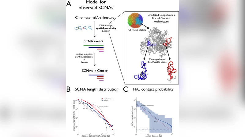 High-order chromatin architecture determines the landscape of   chromosomal alterations in cancer