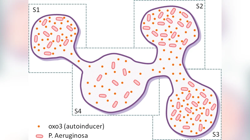 Modelling Spatial Interactions in the Arbuscular Mycorrhizal Symbiosis   using the Calculus of Wrapped Compartments