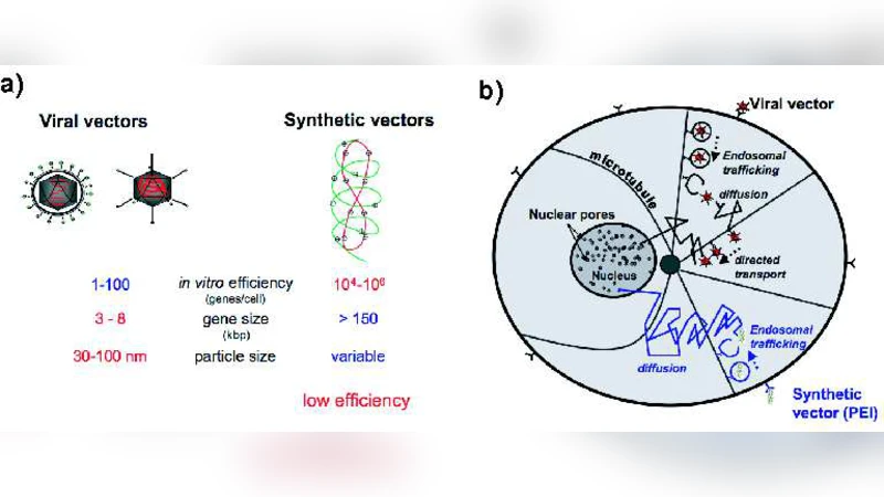 Modeling the early steps of cytoplasmic trafficking in viral infection   and gene delivery