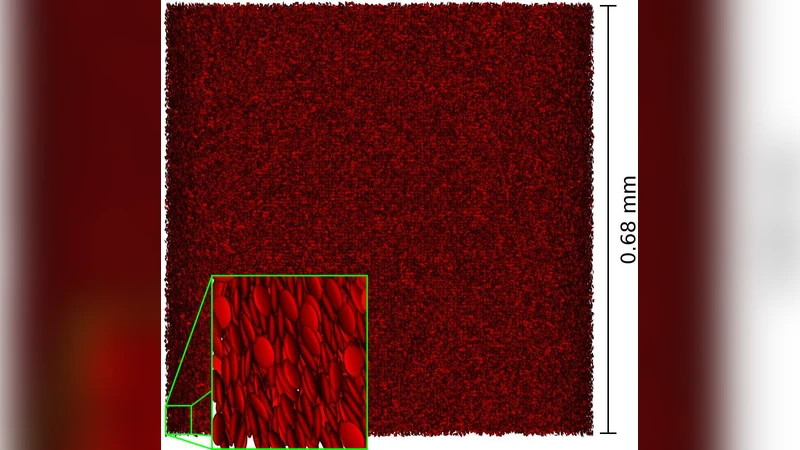 Simulations of Blood Flow in Plain Cylindrical and Constricted Vessels   with Single Cell Resolution