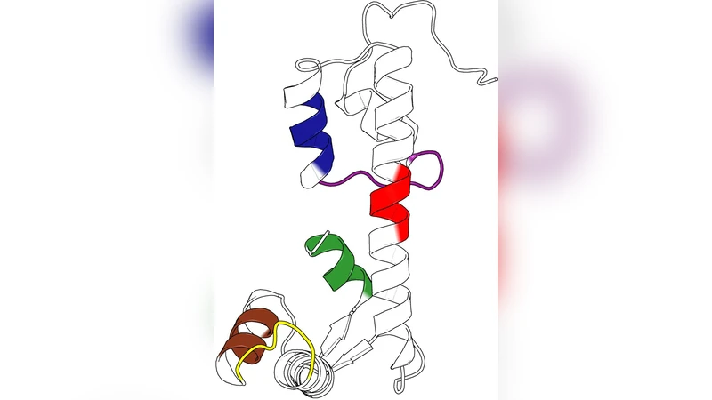 Protein multi-scale organization through graph partitioning and   robustness analysis: Application to the myosin-myosin light chain interaction