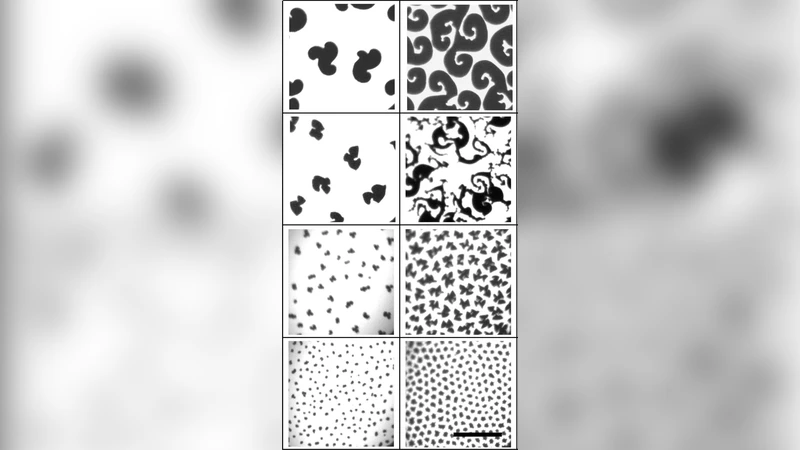 Properties of compatible solutes in aqueous solution