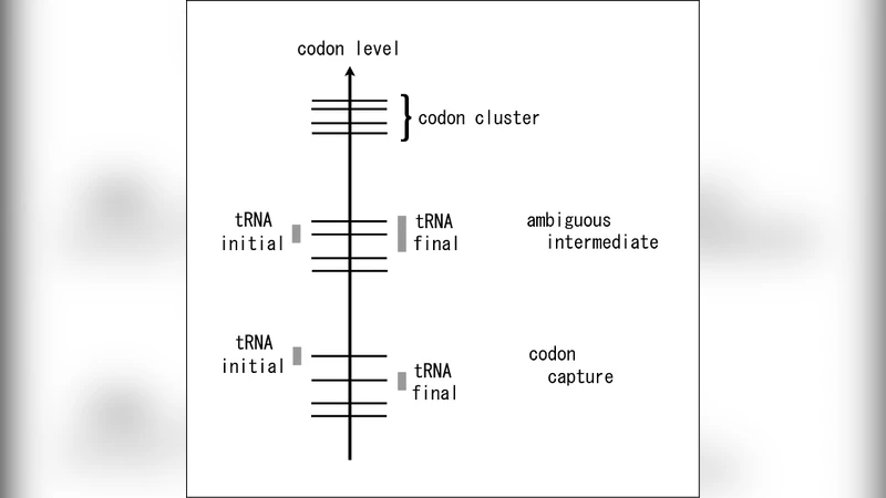 Codon Capture and Ambiguous Intermediate Scenarios of Genetic Code   Evolution