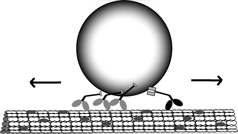 Asymptotic Analysis of Microtubule-Based Transport by Multiple Identical   Molecular Motors