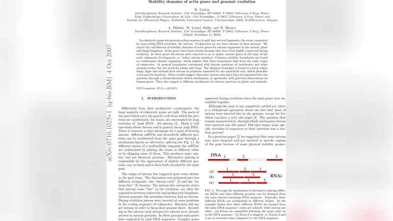 Stability domains of actin genes and genomic evolution