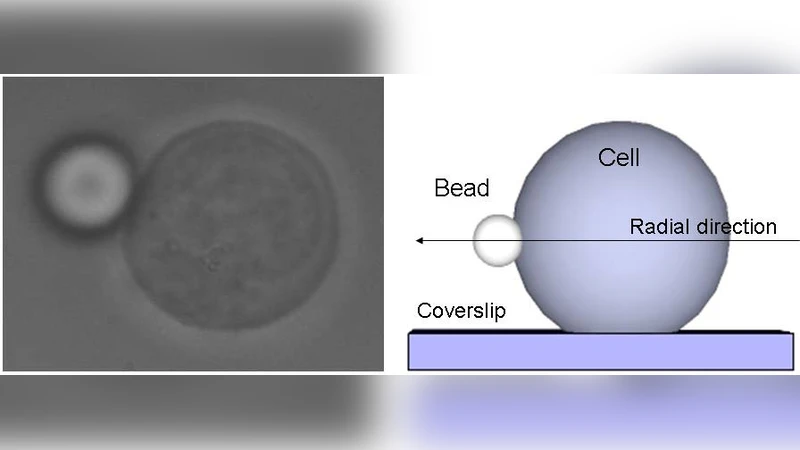Measuring the viscous and elastic properties of single cells using video   particle tracking microrheology