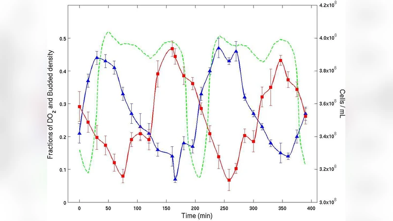 ODE, RDE and SDE Models of Cell Cycle Dynamics and Clustering in Yeast