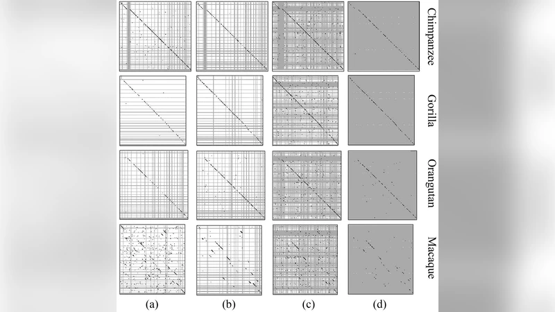 Non-alignment comparison of human and high primate genomes