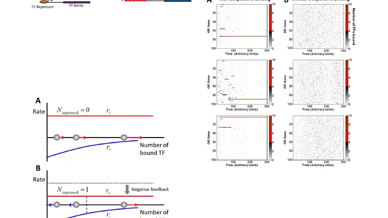 A race model for singular olfactory receptor expression