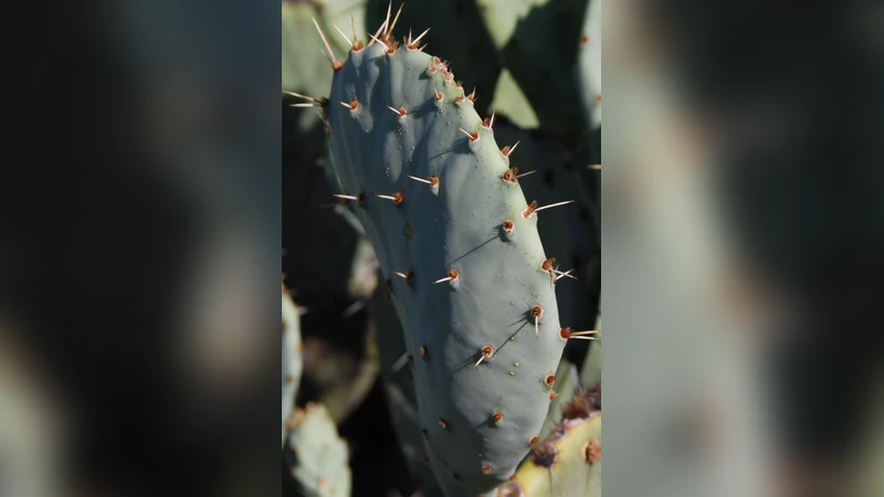 Lower Bounds on Near Neighbor Search via Metric Expansion