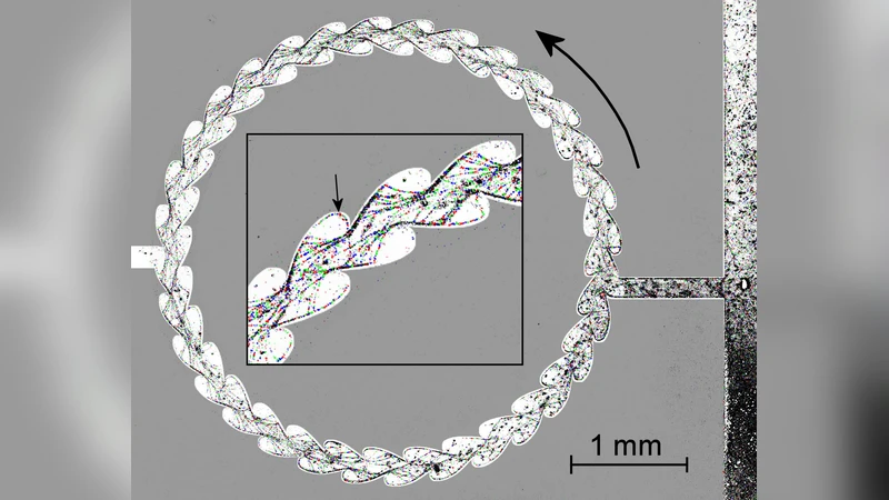 Human sperm cells swimming in micro-channels