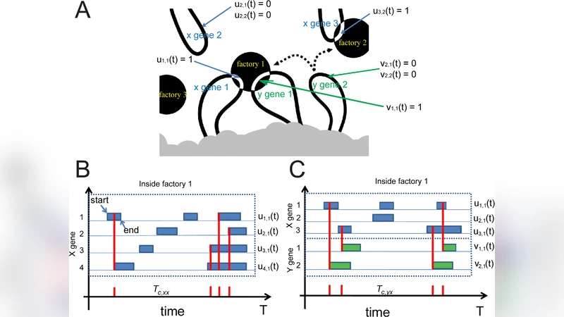 A Dynamical Model Reveals Gene Co-Localizations in Nucleus
