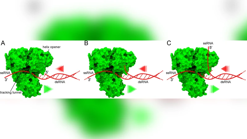 RNA unwinding from reweighted pulling simulations