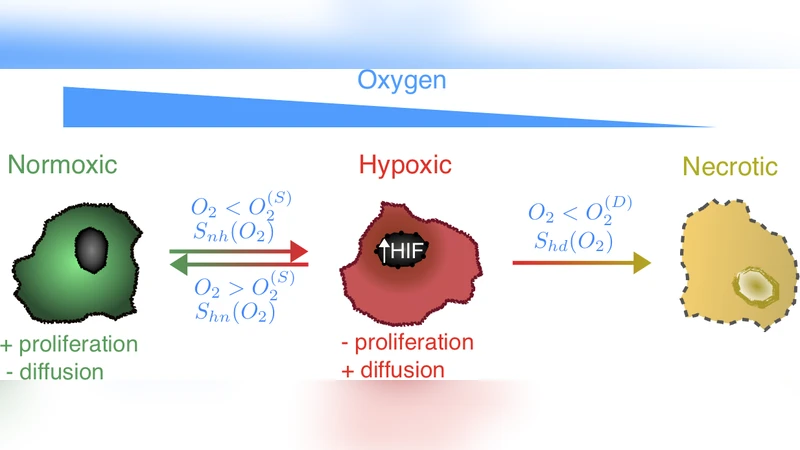 Hypoxic Cell Waves around Necrotic Cores in Glioblastoma: A   Biomathematical Model and its Therapeutic Implications