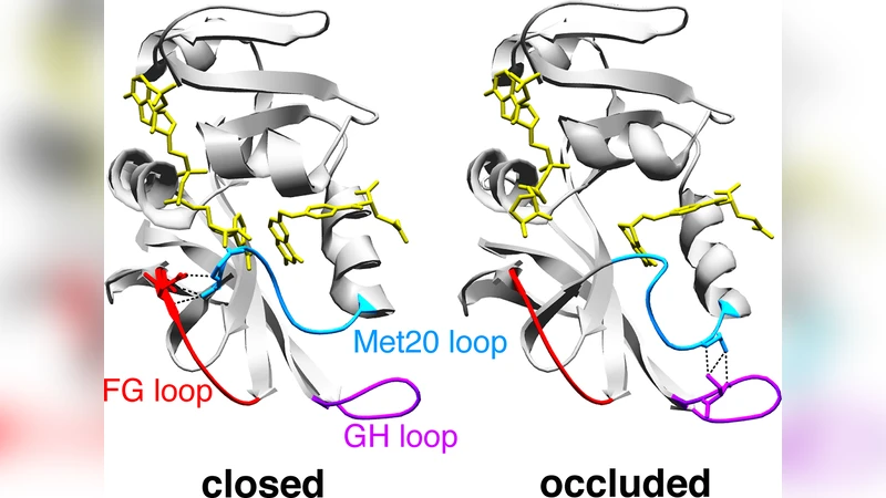 Conformational selection and induced changes along the catalytic cycle   of E. coli DHFR
