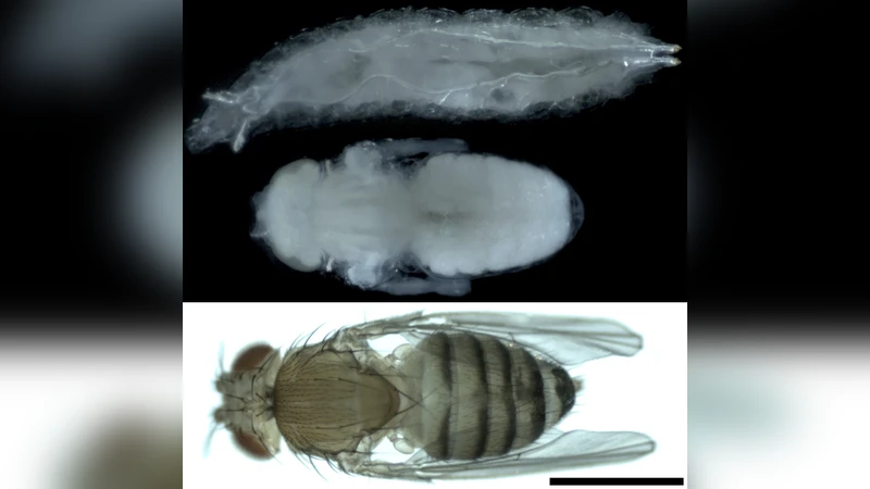 Mechanical state, material properties and continuous description of an   epithelial tissue