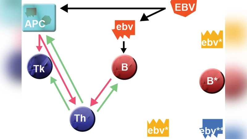 Can persistent Epstein-Barr virus infection induce Chronic Fatigue   Syndrome as a Pavlov reflex of the immune response?