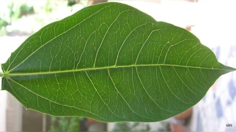 Leaf vein segmentation using Odd Gabor filters and morphological   operations