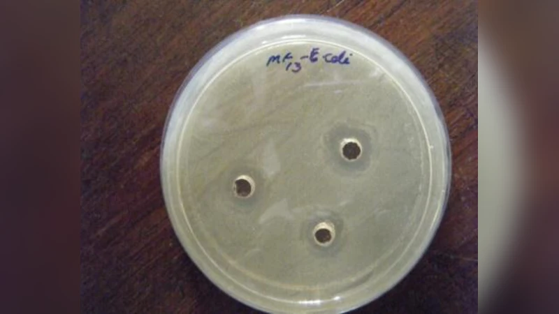 Screening of antibacterial activity of lactic acid bacteria isolated   from fermented vegetables against food borne pathogens