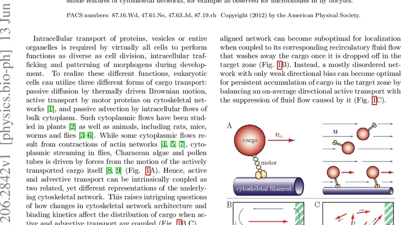 Coupling of Active Motion and Advection Shapes Intracellular Cargo   Transport