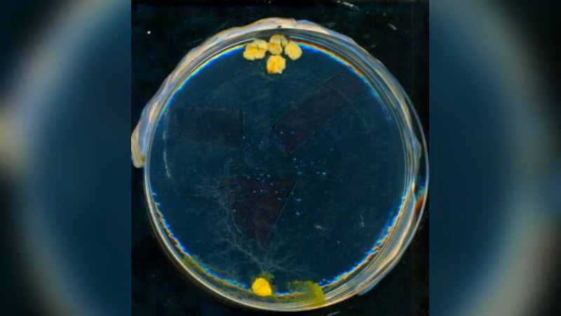 Steering plasmodium with light: Dynamical programming of Physarum   machine