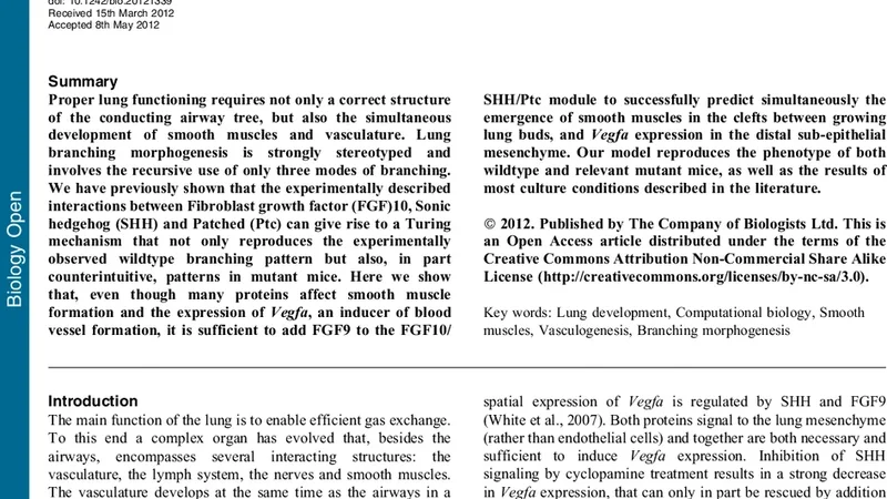Simulations demonstrate a simple network to be sufficient to control   branch point selection, smooth muscle and vasculature formation during lung   branching morphogenesis