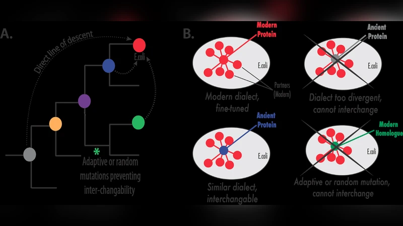 Towards the Recapitulation of Ancient History in the Laboratory:   Combining Synthetic Biology with Experimental Evolution