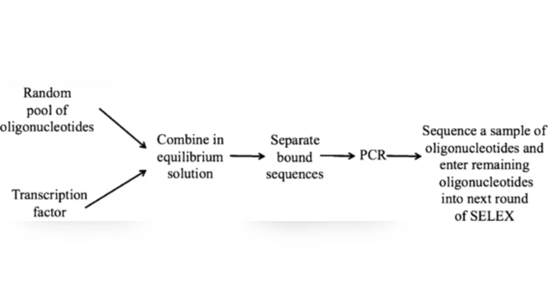 A model for sequential evolution of ligands by exponential enrichment   (SELEX) data