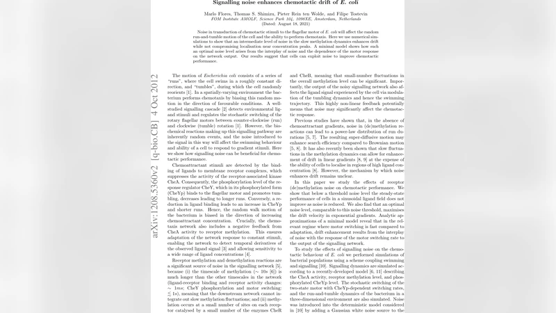 Signalling noise enhances chemotactic drift of E. coli