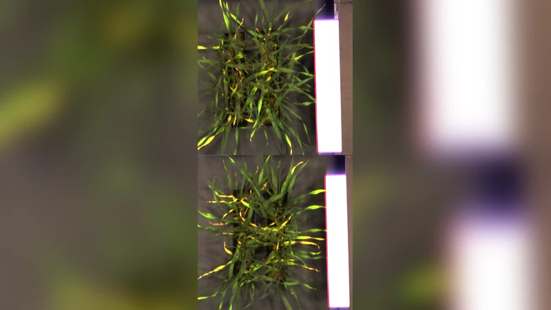 Latent Dirichlet Allocation Uncovers Spectral Characteristics of Drought   Stressed Plants