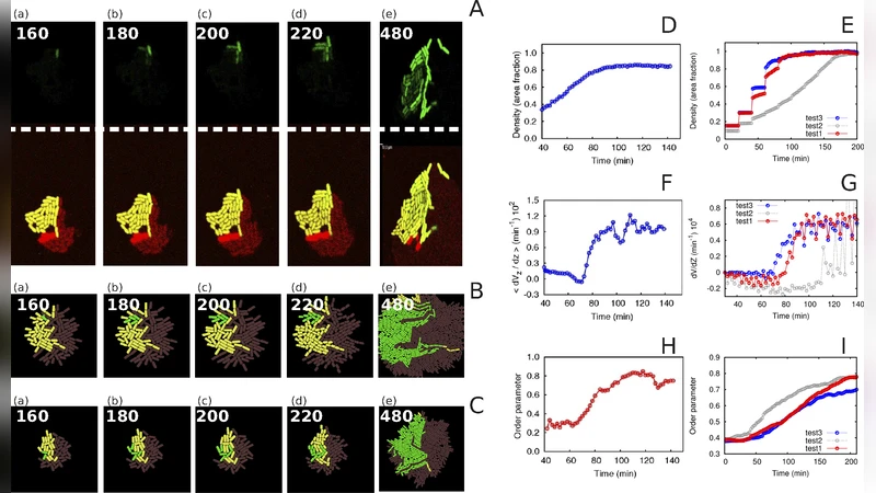 Discrete modelling of bacterial conjugation dynamics