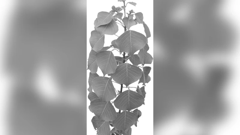 Geometric interpretation of phyllotaxis transition