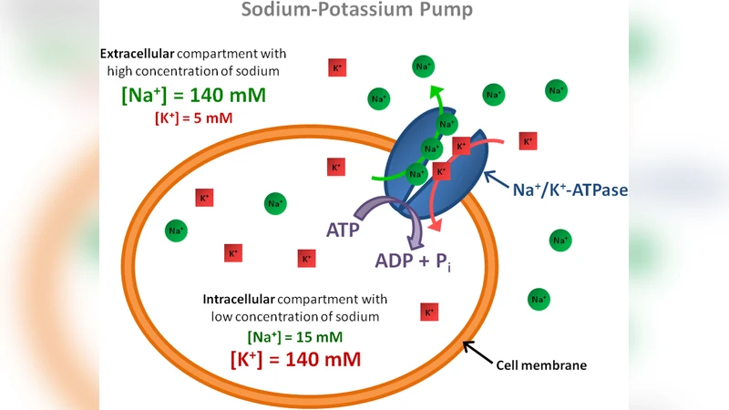 Sodium Magnetic Resonance Imaging: Biomedical Applications