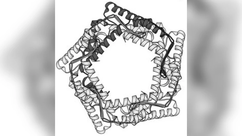 Directional interactions and cooperativity between mechanosensitive   membrane proteins