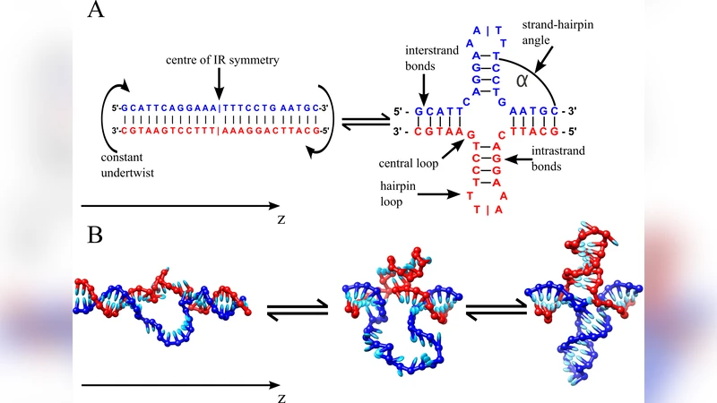 DNA cruciform arms nucleate through a correlated but non-synchronous   cooperative mechanism