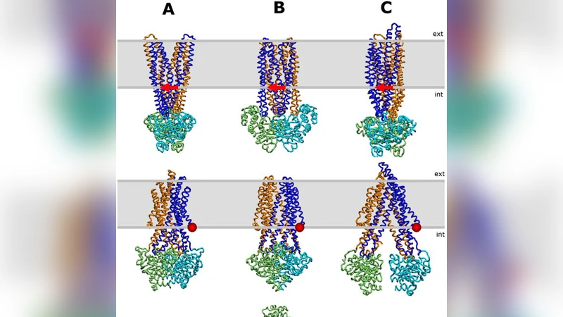 Potential application of network descriptions for understanding   conformational changes and protonation states of ABC transporters