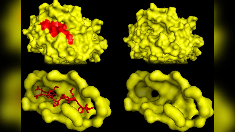 Learning a peptide-protein binding affinity predictor with kernel ridge   regression