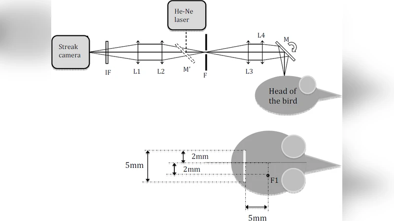 Time-resolved and spectral-resolved optical imaging to study brain   hemodynamics in songbirds