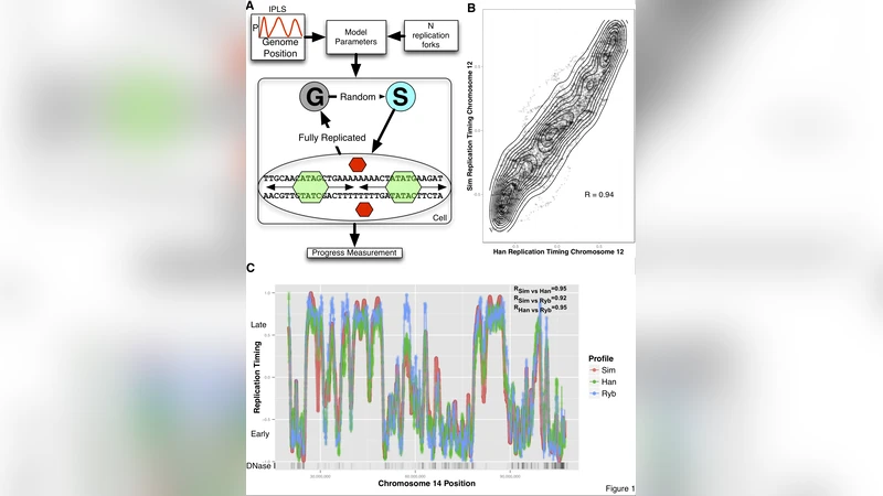 A chromatin structure based model accurately predicts DNA replication   timing in human cells