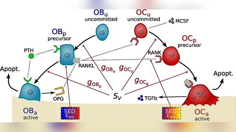The influence of bone surface availability in bone remodelling - A   mathematical model including coupled geometrical and biomechanical   regulations of bone cells