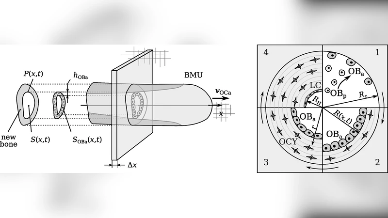 Bone refilling in cortical bone multicellular units: Insights into   tetracycline double labelling from a computational model