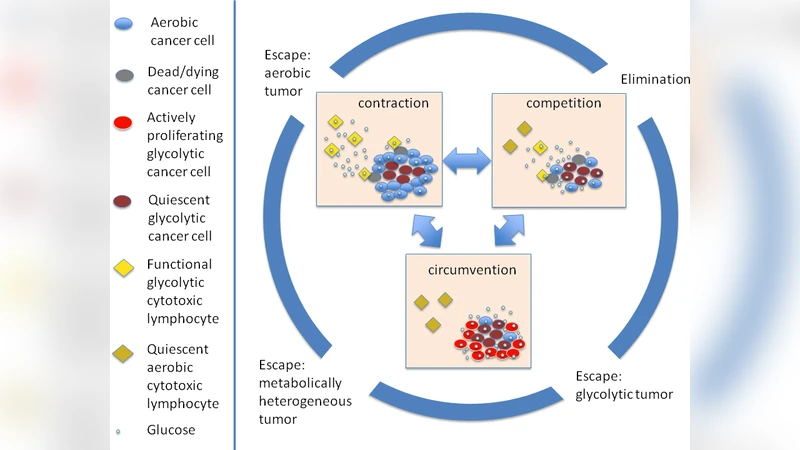Competition driven cancer immunoediting