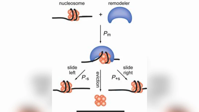 Statistical-mechanical lattice models for protein-DNA binding in   chromatin