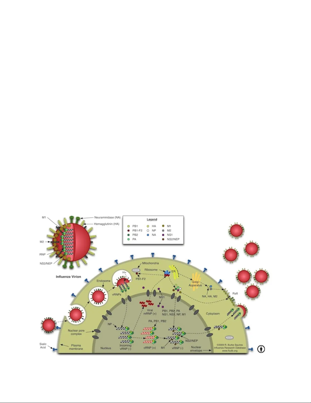 Host Cell Factors Necessary for Influenza A Infection: Meta-Analysis of   Genome Wide Studies